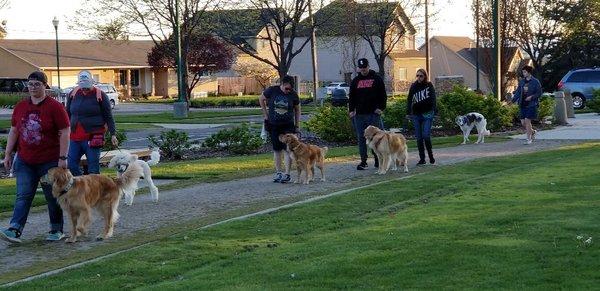 One of our recent group classes practicing some loose leash walking.