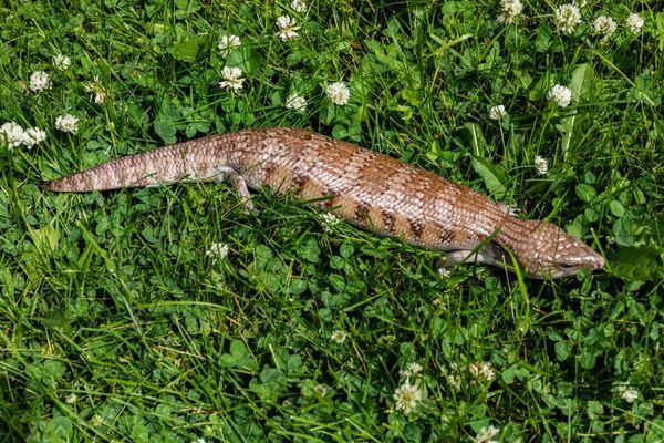 Tequila. Adult female Northern blue tongue. T+ Caramel gene