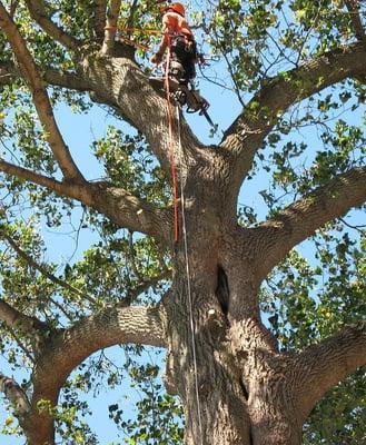 Tree Care