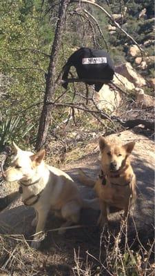 Hiking with my puppies!