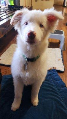 This is Whitey showing off his new vaccination jewelry.