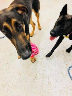 He loves the toys and pup-friends!