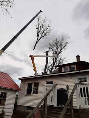 Tree removal