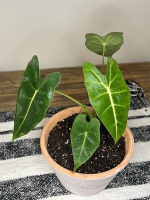 Alocasia Frydek