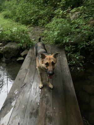 The bridge along the trail