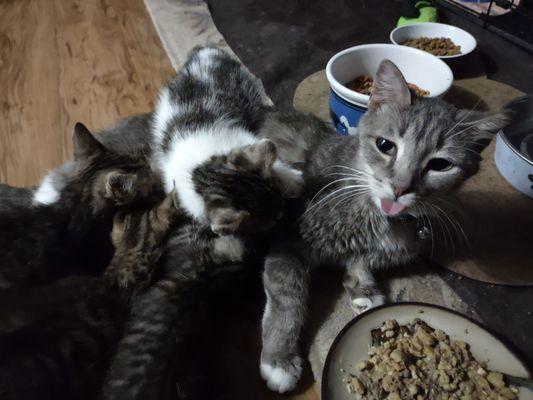 Sugar Puss and her Kittens