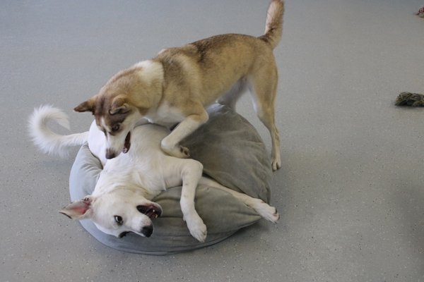 All of our pups, regardless of age, size and breed, play together in harmony :)