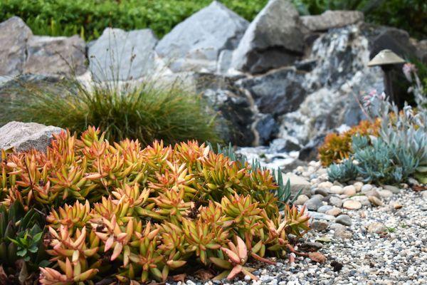 Vibrant low water plantings with gravel and stone accents.