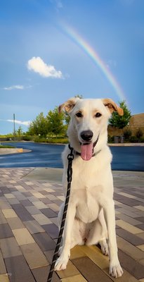 Woof Gang Bakery & Grooming Ashburn