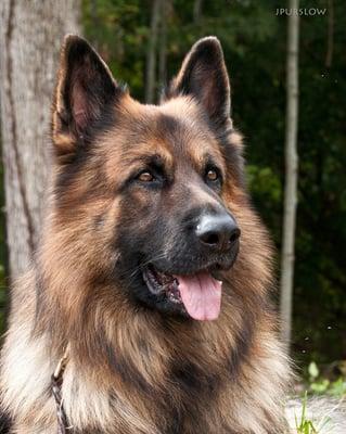 Hanabrit German Shepherds