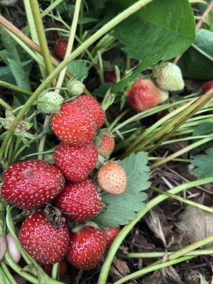 Strawberries!