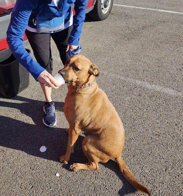 Rescue dog Fenney's first pup cup!