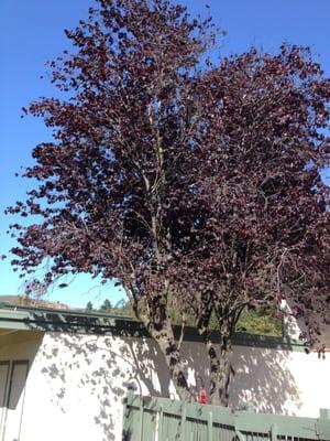 Purple Plum, Pacifica CA. before pruning