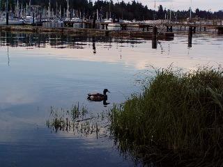 Ducks at High Tide