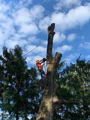 Major Oak removal call us for any of your needs on removal , trimmings , much more ! (224) 522-3349 or (847) 561-6373 for a free quote !