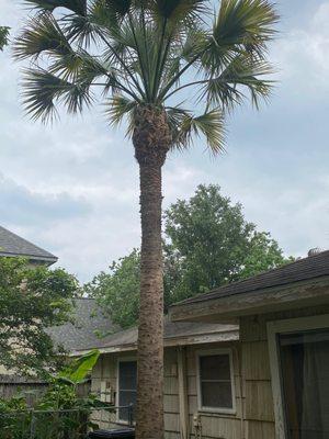 After photo of palm clean up