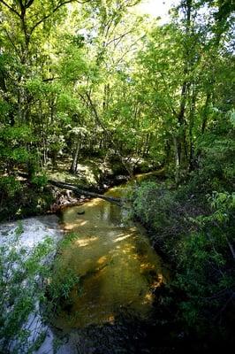 Hogtown Creek.