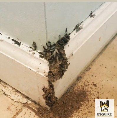 A Termite Swarm found in a residential basement. One of the several indications of a infestation.