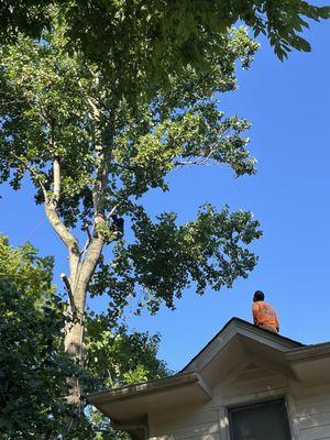 That's Juan Villa on my roof and his crew removing a large tree that split down the middle.