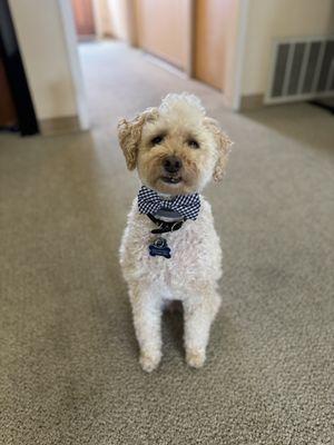 Meet Basil Hayden, the Chief Fluffy Officer, at AdvanceHealth.