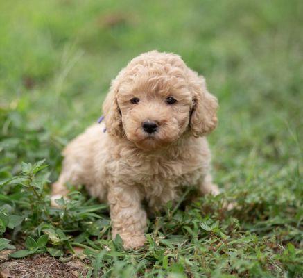 Parfait Mischen Goldendoodles