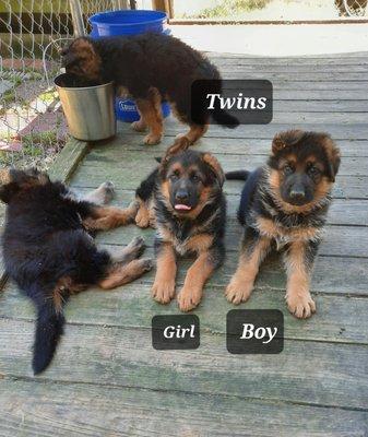 Black and Red Pups from Imported West German Show Line German Shepherds.