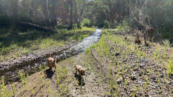 Ponderosa Campground