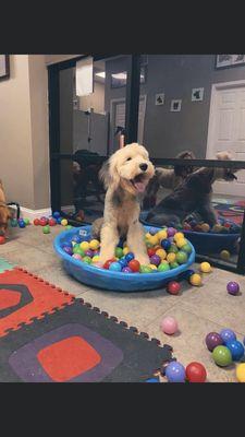 Ball pit is a fan favorite