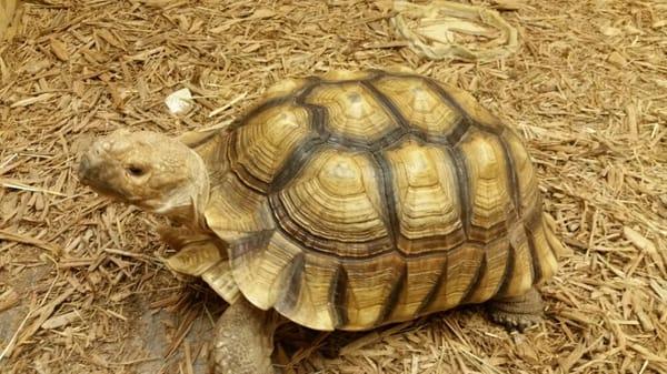 Sulcata Tortoise