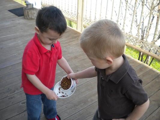 Helping feed our animals!