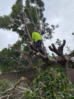 Tree pruning is necessary for two very important reasons, maintenance and safety. Contact Viper Tree Service.