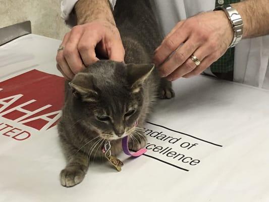 Cleo getting her shots and microchip at the vet.