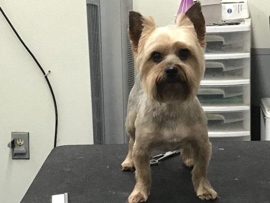 Yorkie short body with yorkie trim head