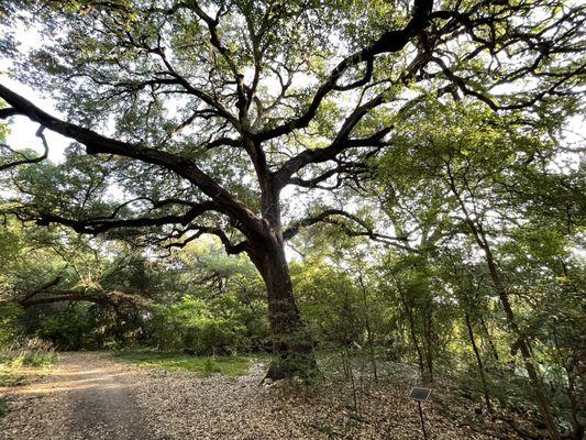 Live oak tree at the Headwaters Sanctuary