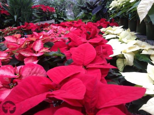 Poinsettia's in the Greenhouse at A. J. Tomasi Nurseries, Inc.