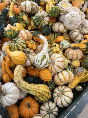 Gourds