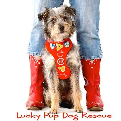 Lucky Pup Dog Rescue.  Non profit, 501c3 volunteer dog rescue. Staffed by volunteers.