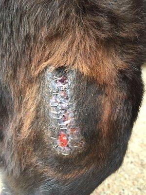 This is the last "repair job they did. It's infected,skin has pulled away, he is allergic to the sutures they used. This cost us $150!