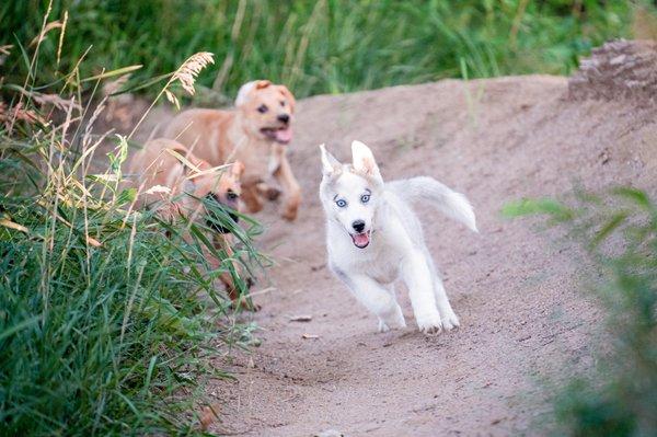 Puppies Ash, Cleo, Frank in a race through the jumps behind the shop.