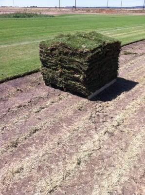 Turfway Grass