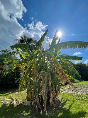 Beautiful seating area under a banana tree