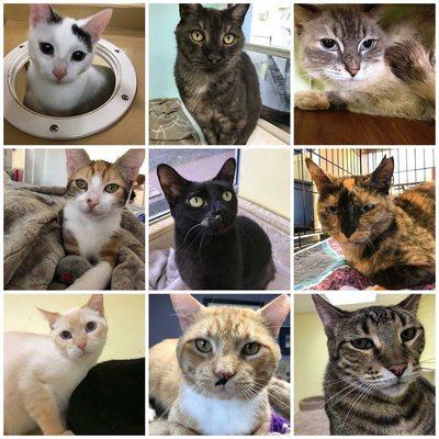 Beyond Nine Cat Rescue