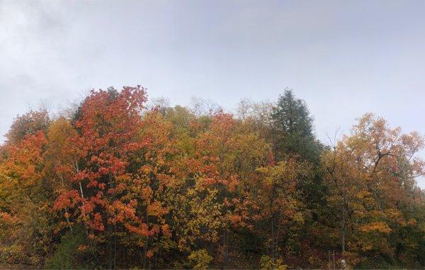 Fall colors