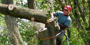 Tree climber cutting tree.