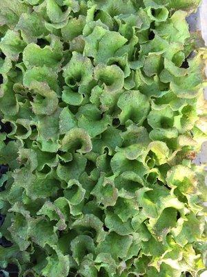 Lettuce in the greenhouse