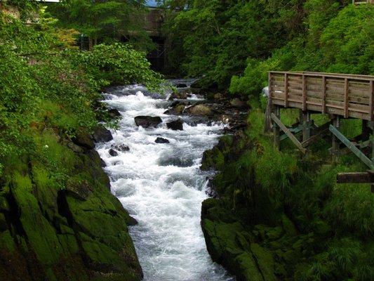 Seattle Salmon Ladder