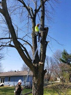 Owner Charles scaling a tree.