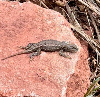 I love this lizard it reminds me of my bearded dragon but smaller! Need to Research it!