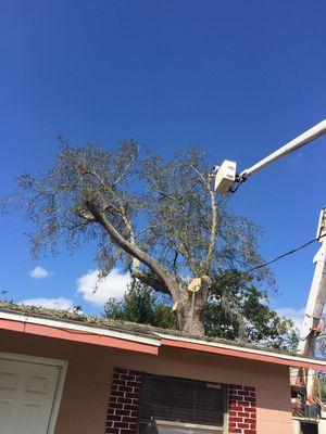 Tree services