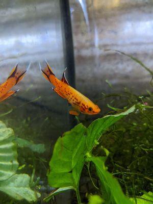 My male australe kilifish clementine! Bought at aquastetics!